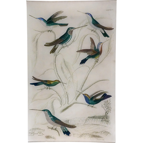 Azure-crowned Hummingbirds