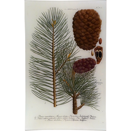 N. 813 Pinus Pinea