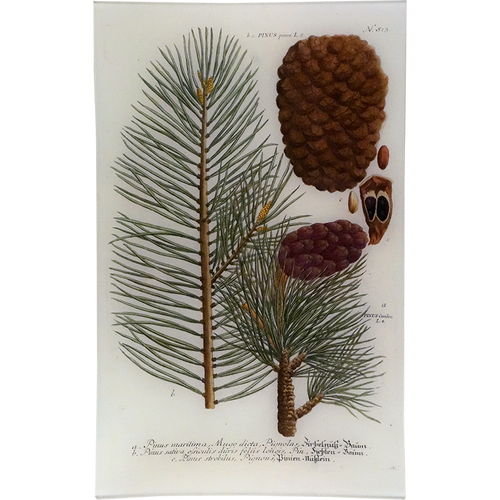 N. 813 Pinus Pinea