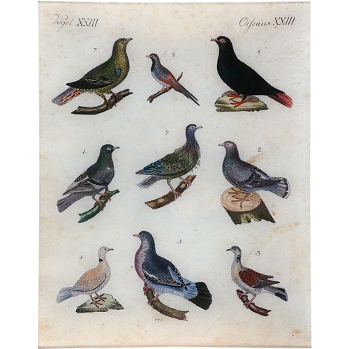 Birds XXIII
