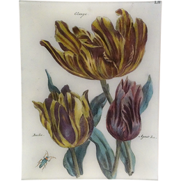 Tulips LII