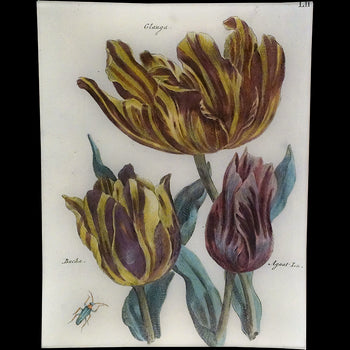 Tulips LII