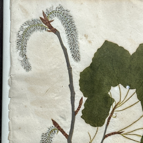 18th-century Framed Popolus Cottonwood Print