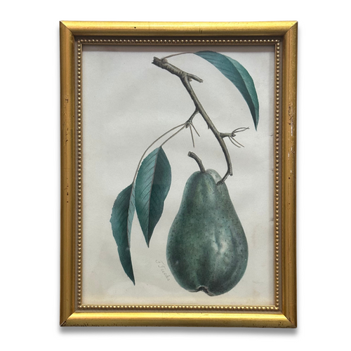 Framed Green Pear Vintage Botanical Lithograph Print