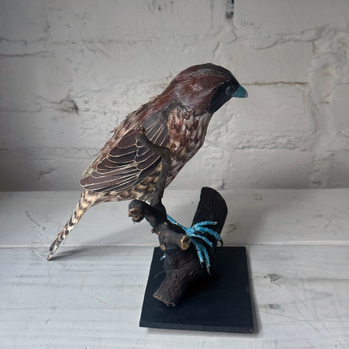 Papier-Mâché Scaly Breasted Munia on a Branch