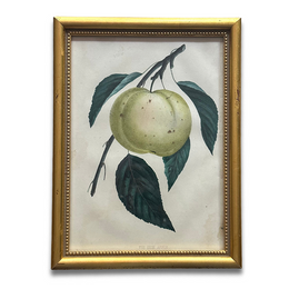 Framed The Keim Apple Vintage Botanical Lithograph Print