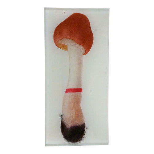 Mushroom Fig. 2