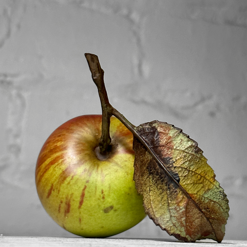 Porcelain Green Cox Windfall Apple