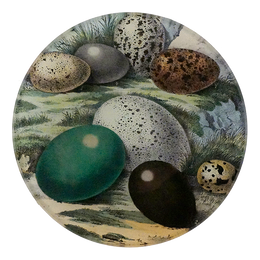 Eggs 1858