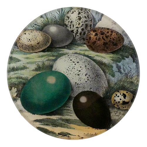 Eggs 1858