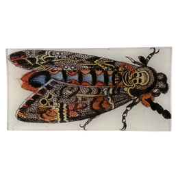 Death Head Moth