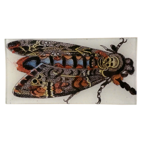 Death Head Moth