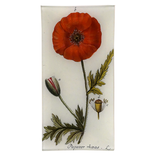 Papaver Rhoeas