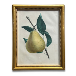 Framed The Reading Pear Vintage Botanical Lithograph Print