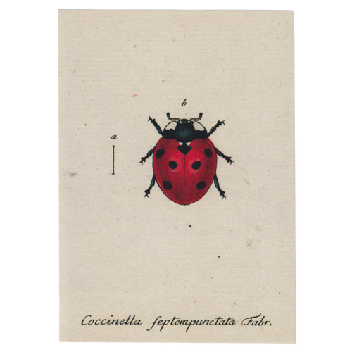 Red Lady Bug