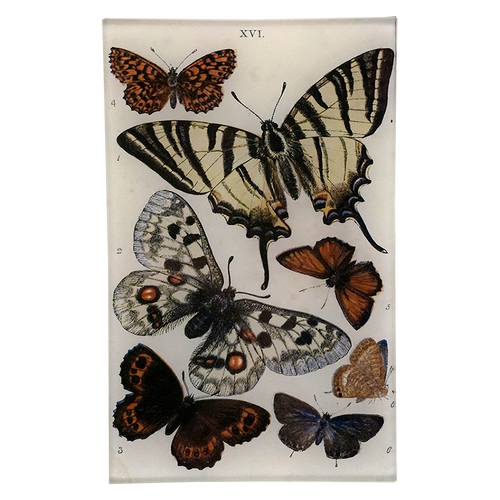 Butterflies XVI