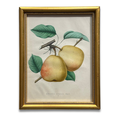 Framed Osband's Summer Pear Vintage Botanical Lithograph Print