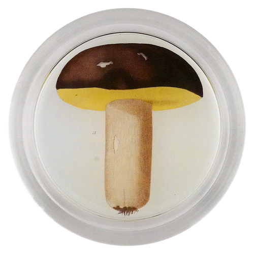 Mushroom Fig. 3