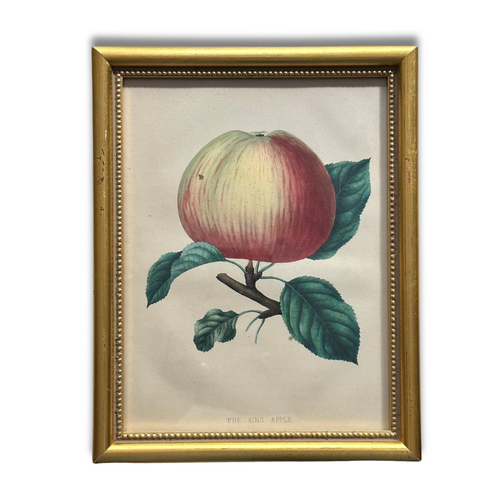 Framed King Apple Vintage Botanical Lithograph Print