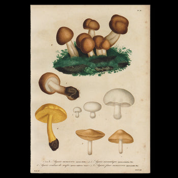 Agarics