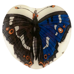 Butterfly 29