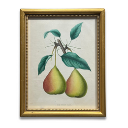 Framed Tyson Pear Vintage Botanical Lithograph Print