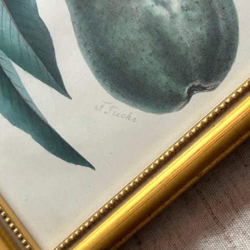 Framed Green Pear Vintage Botanical Lithograph Print