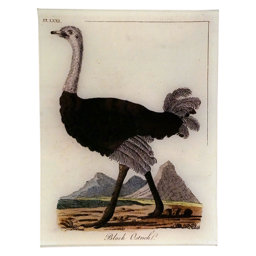 Black Ostrich