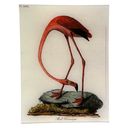 Red Flamingo