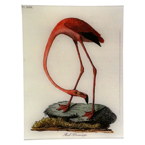 Red Flamingo