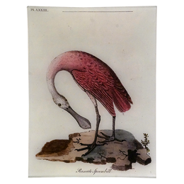 Roseate Spoonbill