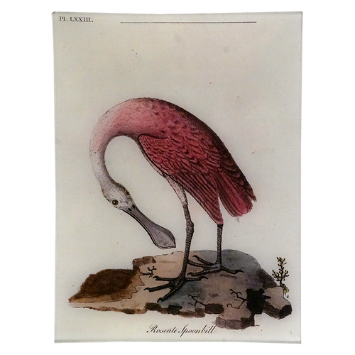 Roseate Spoonbill