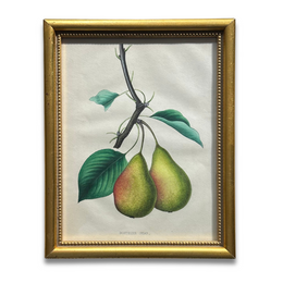 Framed Rostiezer Pear Vintage Botanical Lithograph Print