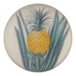 Ananas