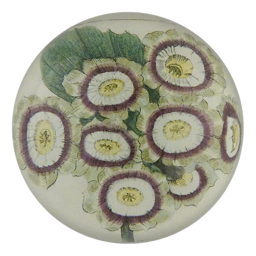 Grime's Orion Auricula