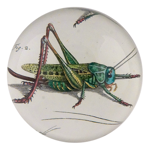 Locust Detail