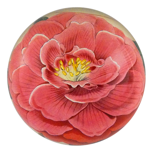 Camellia