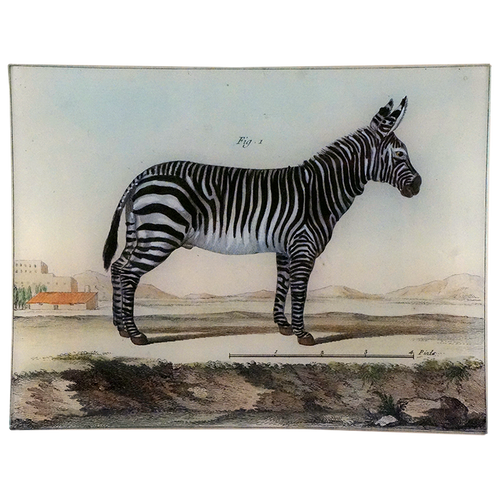 Zebra Fig. 1