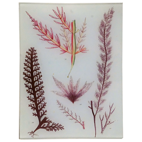 Seaweed Pl. XV