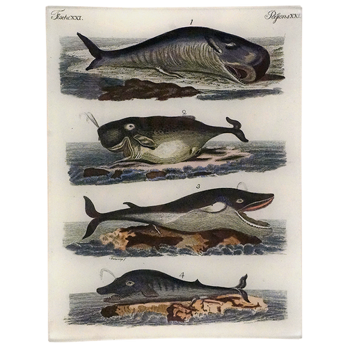 Whales XXI