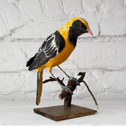 Papier-Mâché Oriole on Branch