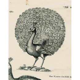 Peacock (p 127)