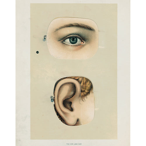 The Eye and Ear (p 139)