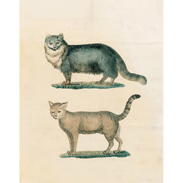 Two Cats Facing Left (p 156)