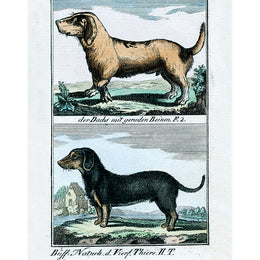 Dachshunds (p 158)