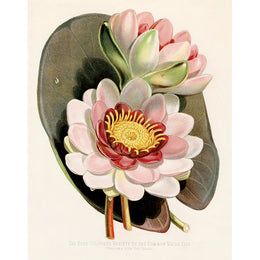 Rose Coloured Lily (p 164)