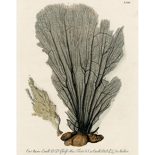 Black Fan Coral (p 168)