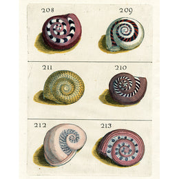 Shells 208–213 (p 174)