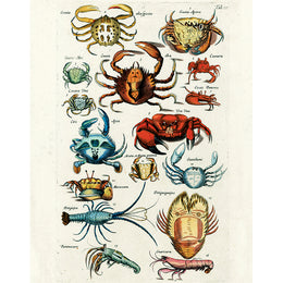 Crabs Tab. IX (p 182)