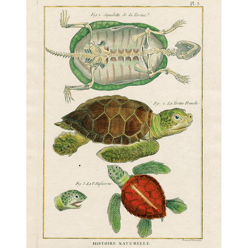 Turtle Chart (p 184)